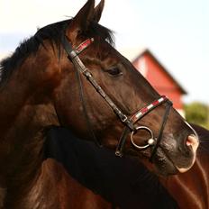 Anden særlig race Horsebjerg Massimou SOLGT