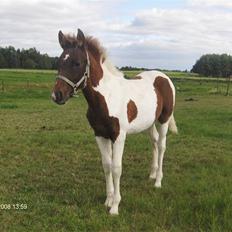 Pinto Shillinaards Waldemar