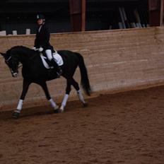 Dansk Varmblod sø-gårds afrodite solgt.