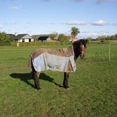 Anden særlig race CHIVAS