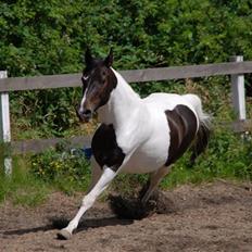 Tysk Sportspony Kiowa 006  *R.I.P*