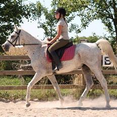 Arabisk fuldblod (OX) Kivikas