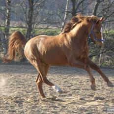 Anden særlig race Smarties R.I.P