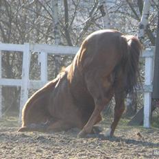 Anden særlig race Smarties R.I.P