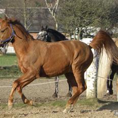 Anden særlig race Smarties R.I.P