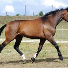 Dansk Varmblod Louisianna *R.I.P* <3 