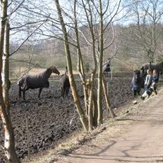 Dansk Varmblod Quintus