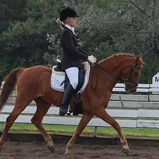 Hollandsk Sportspony Cognac 