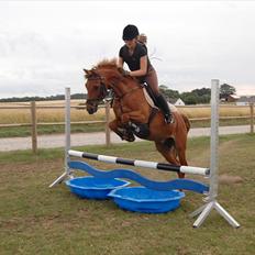 Hollandsk Sportspony Cognac 