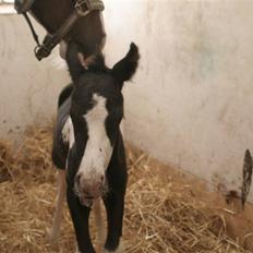 Barockpinto Apache