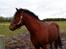 Connemara Don pedro