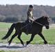 Islænder Ganti fra Døesbæk