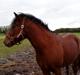 Connemara Don pedro