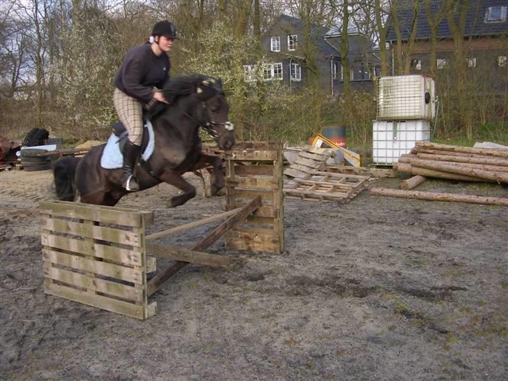 Anden særlig race Gizmo *solgt* - Jeg springer på Giz der hjemme :-) billede 6