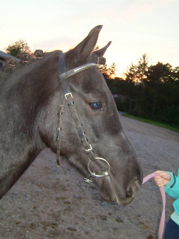 Anden særlig race Gizmo *solgt* - Hans fine lille pony hoved :-) billede 7