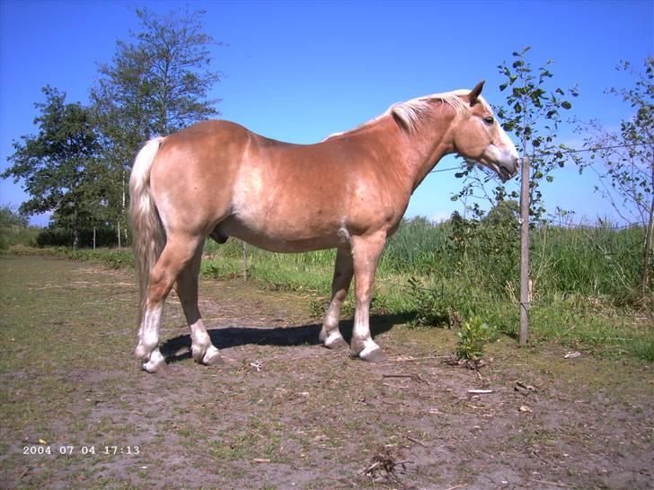 Haflinger Artist døde d 16.10-09 billede 9