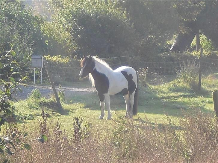 Anden særlig race Cervinagaards Mikja - lille mita pigen har fået øje på naboen deer er ude og ride  billede 2