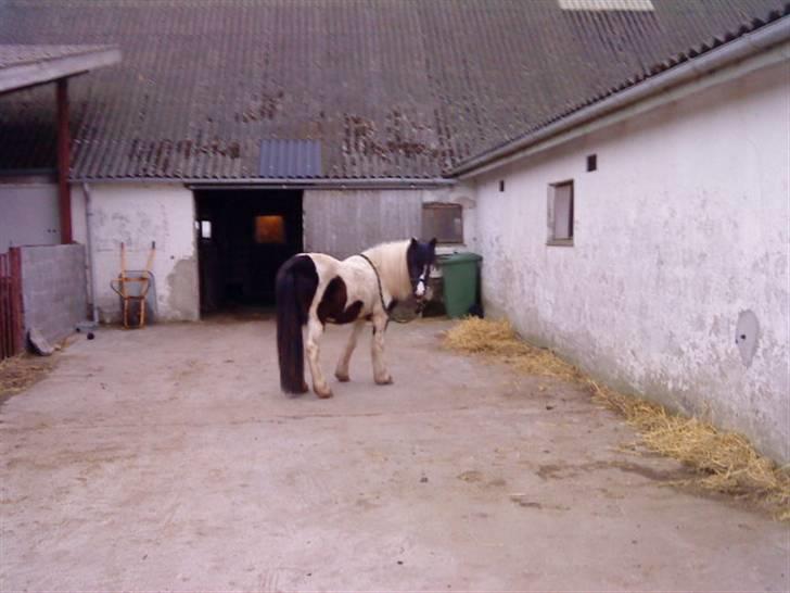 Anden særlig race Cervinagaards Mikja - en dag vi havde trænet list hms. her kan man se hun bliver hvor jeg har pladseret hende bette trold<3 billede 3