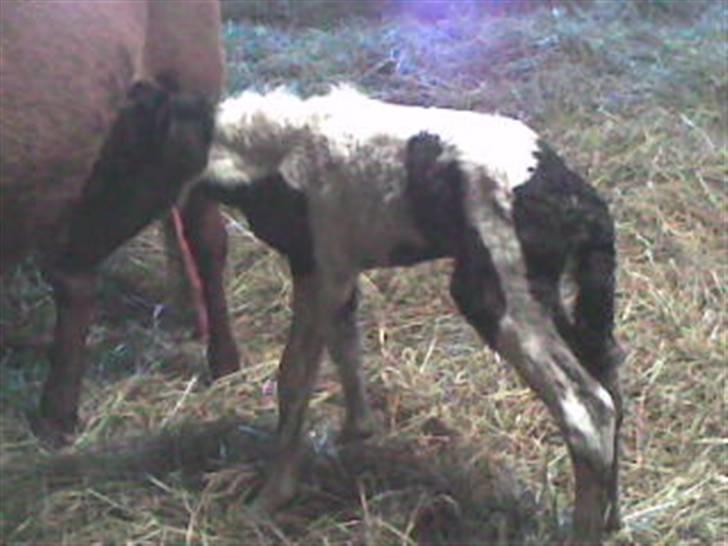 Anden særlig race Cervinagaards Mikja - her er hun ikke mere end en lille hal time gammel bette musen  billede 5