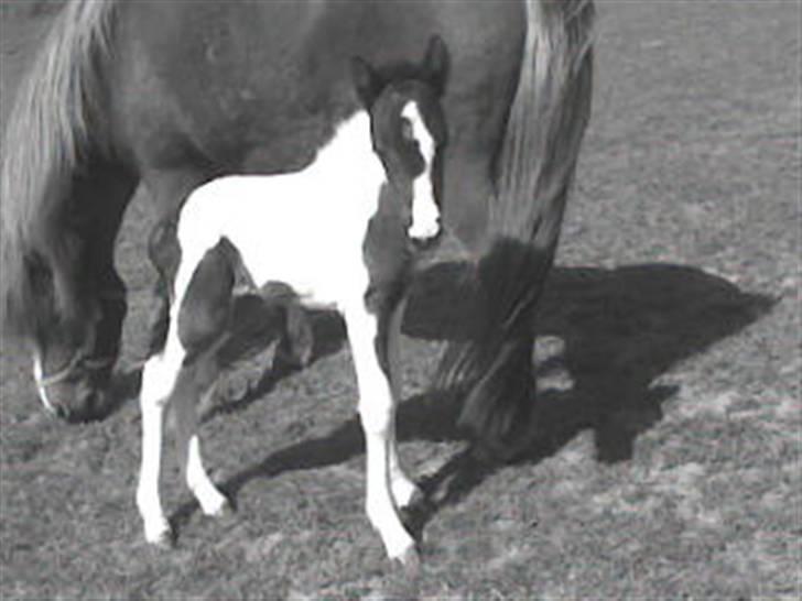 Anden særlig race Cervinagaards Mikja - en uge gammel og er en lille engel  billede 6