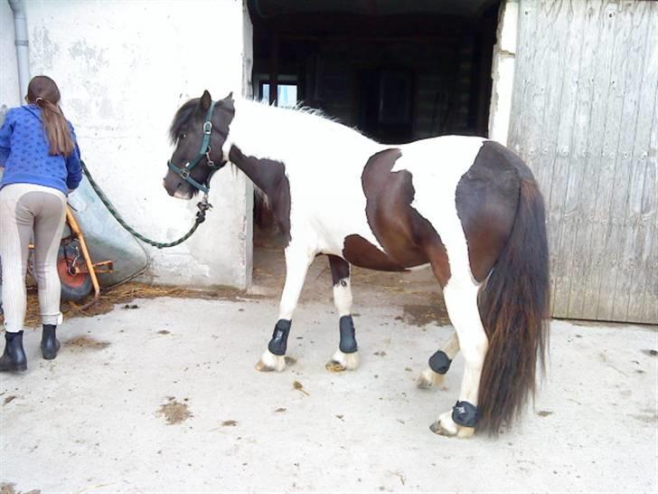 Anden særlig race Cervinagaards Mikja billede 8