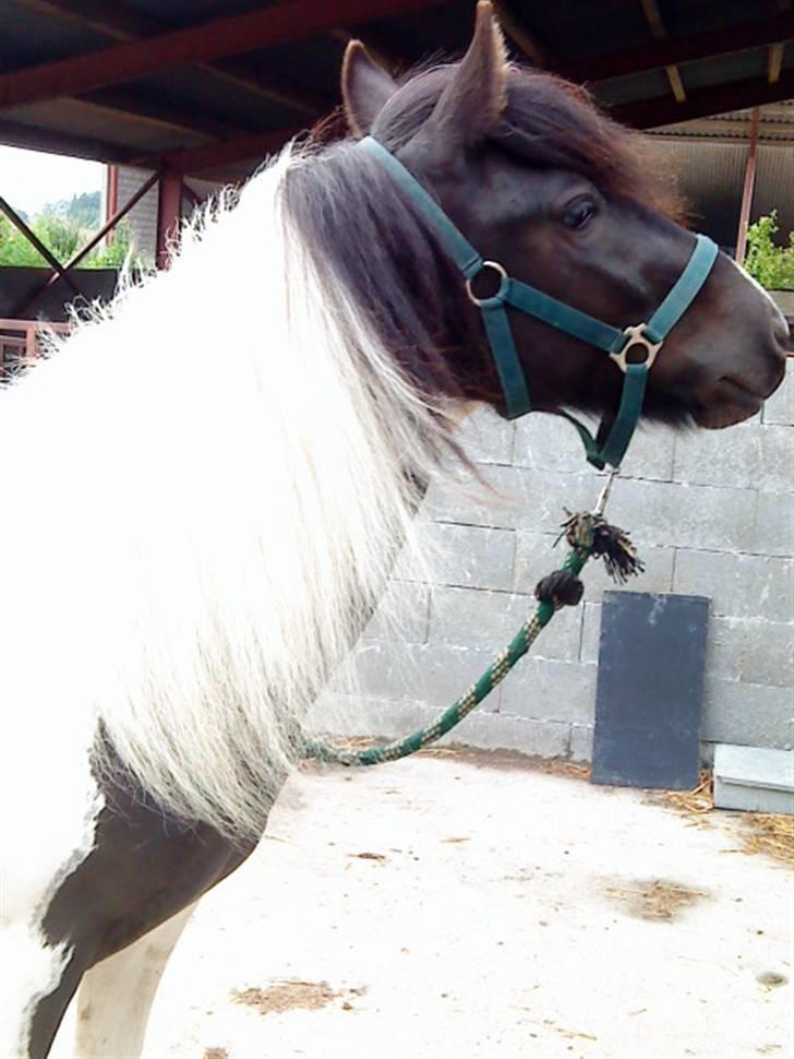 Anden særlig race Cervinagaards Mikja - hehe bette smukke tøs  billede 10