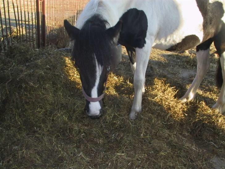 Anden særlig race Cervinagaards Mikja - hun prøver at fylde alt halmen så de andre ikke kan få hehe billede 12