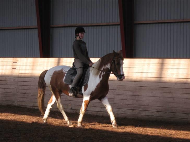 Pinto Indiana Jones Solgt:'( - se hvor dygtige vi er;-) billede 15