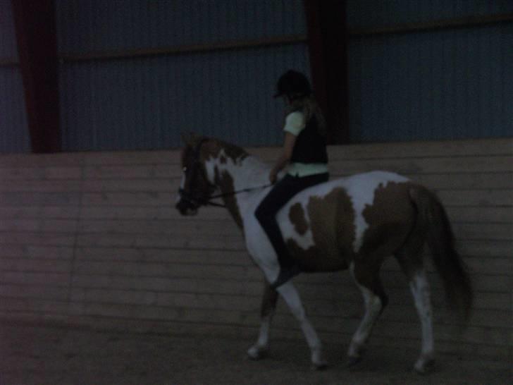 Pinto Indiana Jones Solgt:'( - unden sadle billede 16