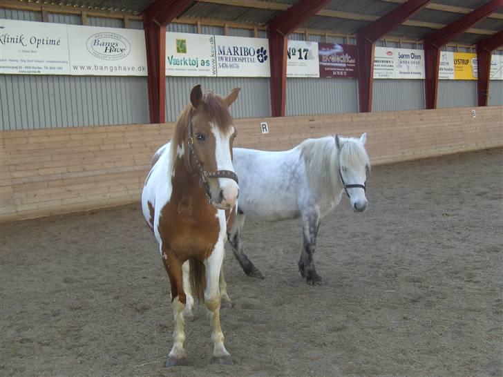 Pinto Indiana Jones Solgt:'( - indi og charlie løs i ridehuset billede 17