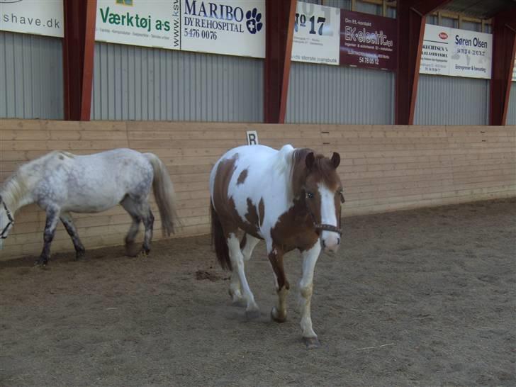 Pinto Indiana Jones Solgt:'( - indi og charlie billede 18