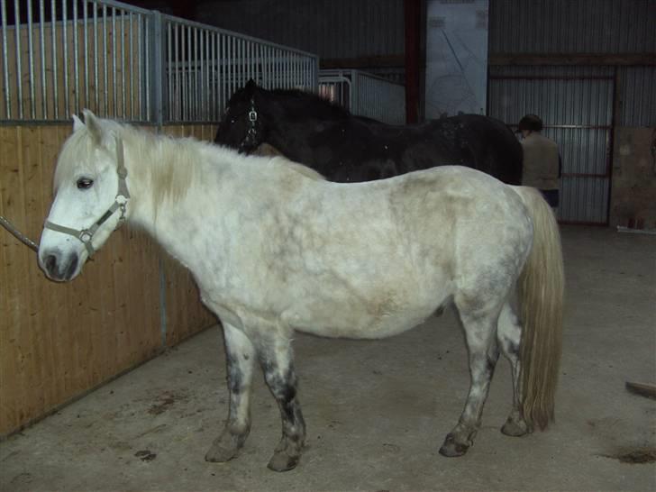 Anden særlig race Charlie- gammel part - charlie på staldgangen billede 12