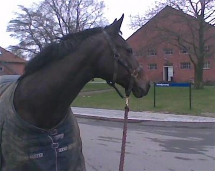 Dansk Varmblod Pion Denies  - R.I.P.     - Pion, på vej hjem fra en dejlig dag ovre på den store græs-fold på den anden side af Skyttemarksvej, Næstved Kaserne. Den 15. marts 2009. billede 7