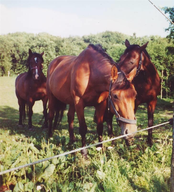 Dansk Varmblod Lobell <3 R.I.P <3 - MÅ IKKE KOPIERES billede 10