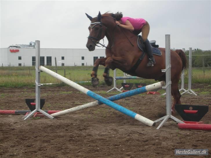 Anden særlig race Figaro  - ;D. fotograf maria k. <3 billede 10