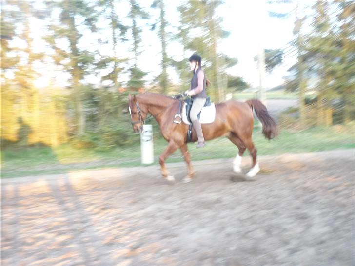 Anden særlig race Figaro  - Figaro! ;D <3 billede 11