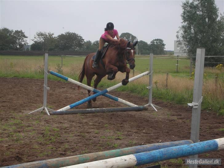 Anden særlig race Figaro  - Bare et lille kryds xD fotograf: maria K. <3 billede 12