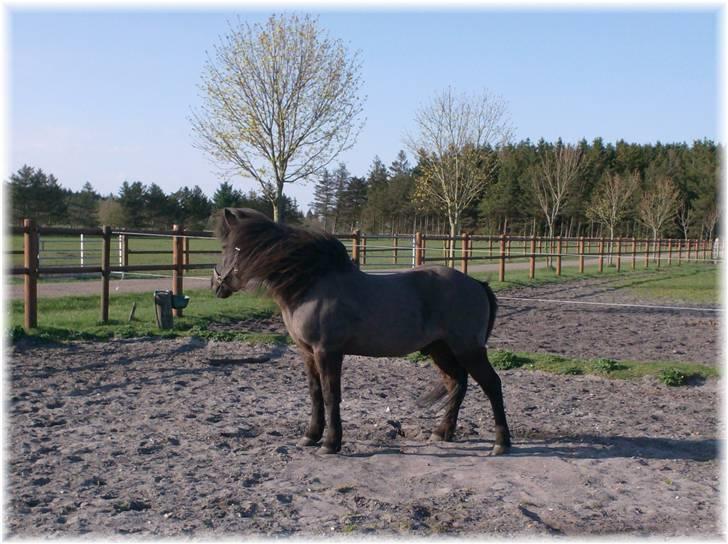 Islænder Vikingur fra Sejershøj - Min ny klippede lækkermås ;) billede 15