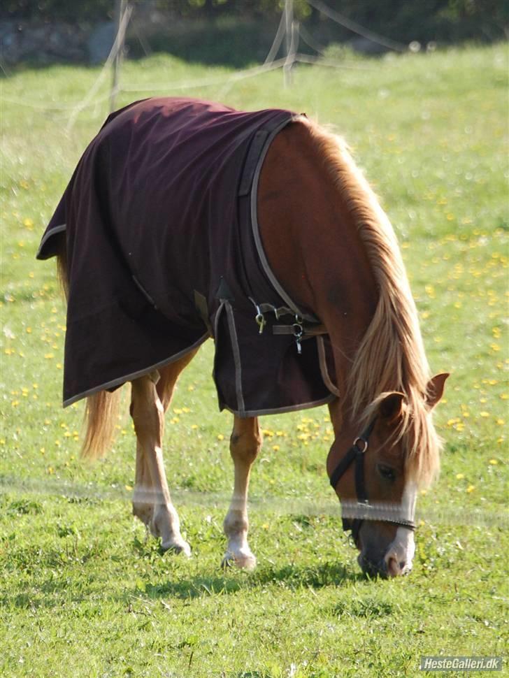 Arabisk fuldblod (OX) Sultan (R.I.P) billede 10