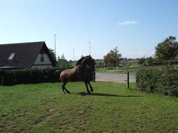 Oldenborg Jeppe af østerholm billede 6