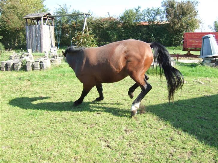 Oldenborg Jeppe af østerholm billede 7