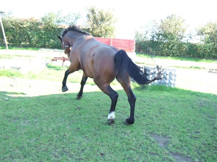 Oldenborg Jeppe af østerholm billede 8