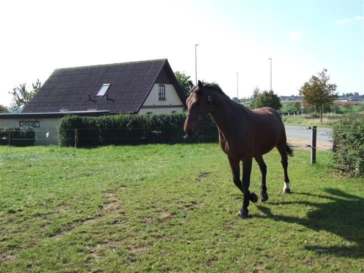 Oldenborg Jeppe af østerholm billede 9