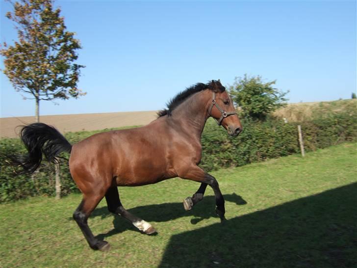 Oldenborg Jeppe af østerholm billede 10