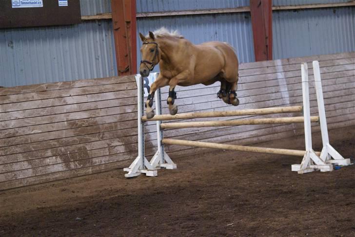 Anden særlig race Trigger Af Sandager billede 13