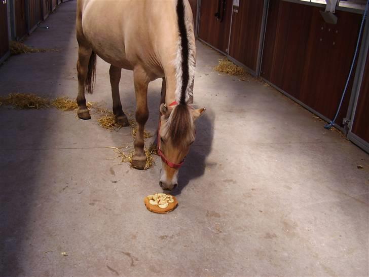 Fjordhest Nikki boy !<3 #Halvpart# billede 10