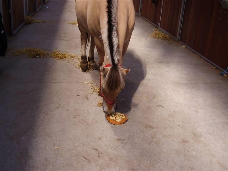 Fjordhest Nikki boy !<3 #Halvpart# billede 11