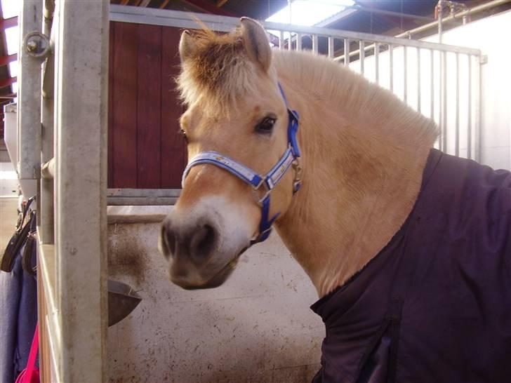 Fjordhest Nikki boy !<3 #Halvpart# billede 12