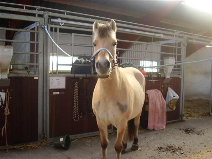 Fjordhest Nikki boy !<3 #Halvpart# billede 13