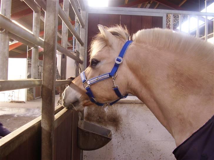 Fjordhest Nikki boy !<3 #Halvpart# billede 14